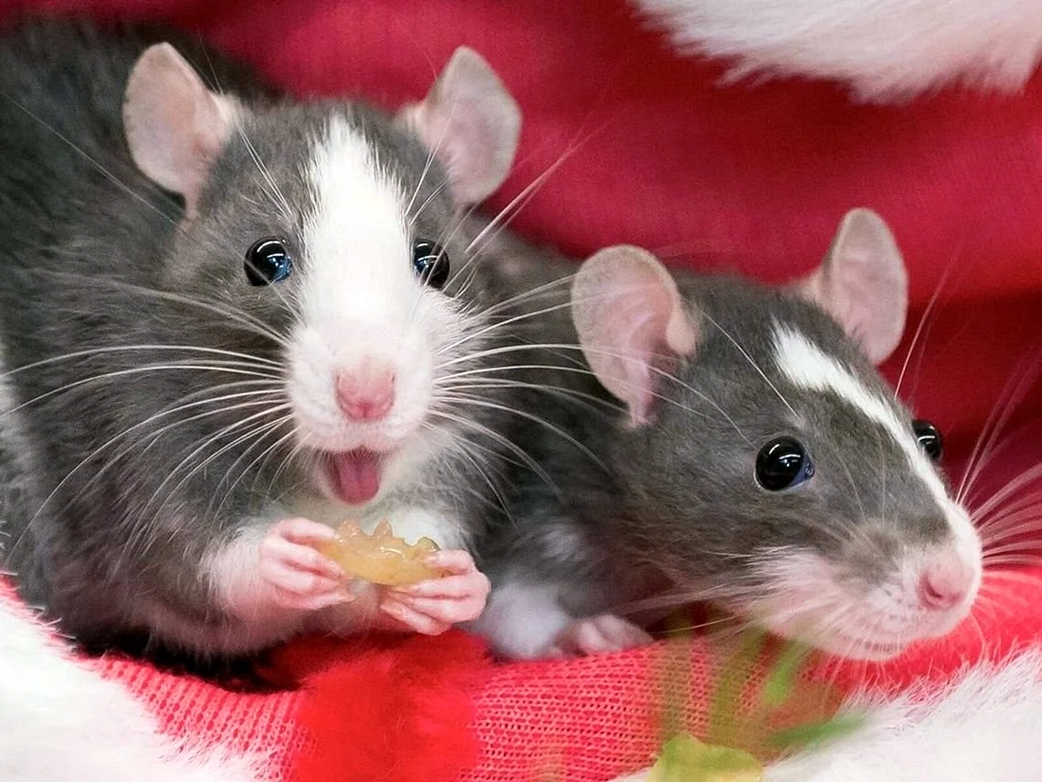 Декоративная крыса с крысятами