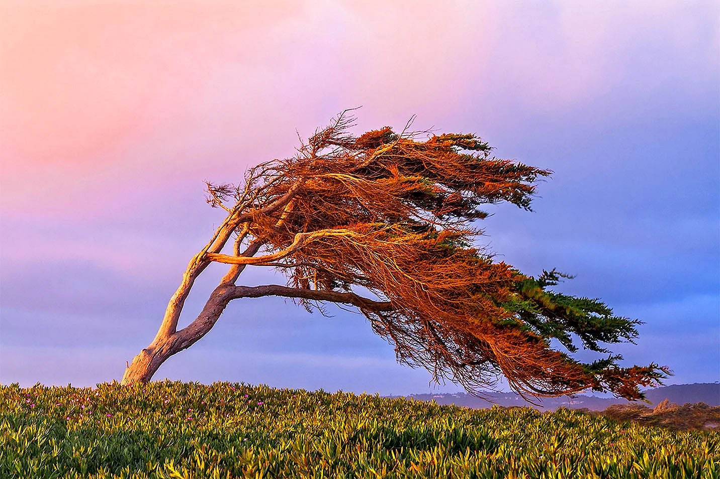 Дерево на ветру