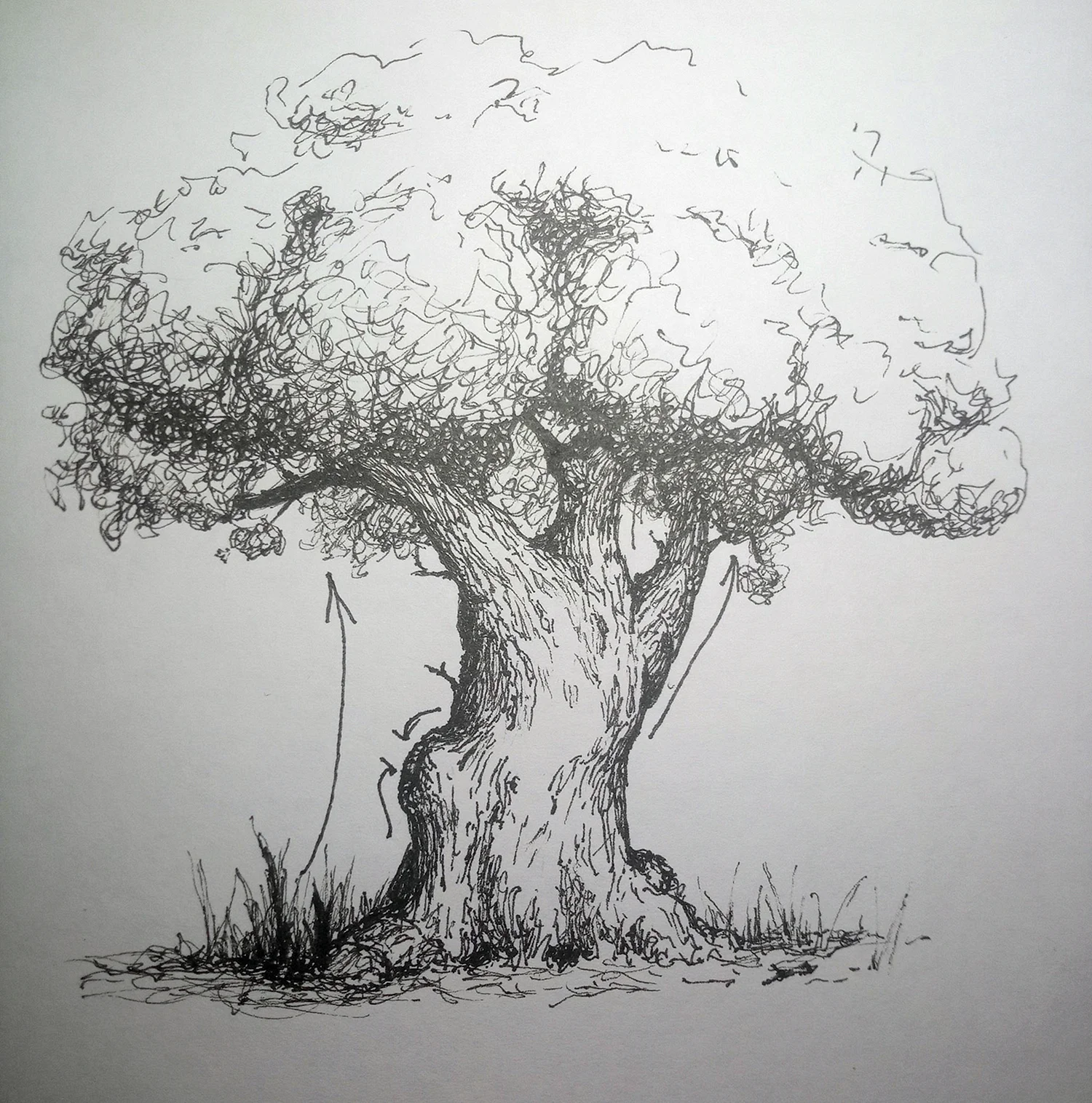 Дерево рисунок ручкой