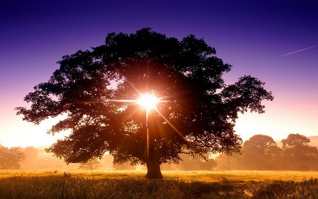 Дерево в лучах солнца