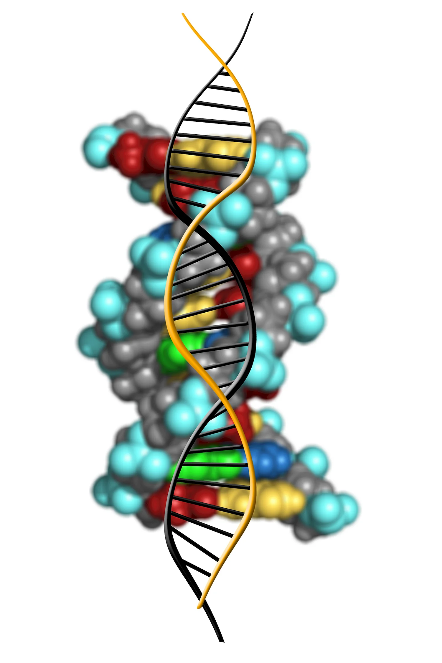 Дезоксирибонуклеиновая кислота ДНК