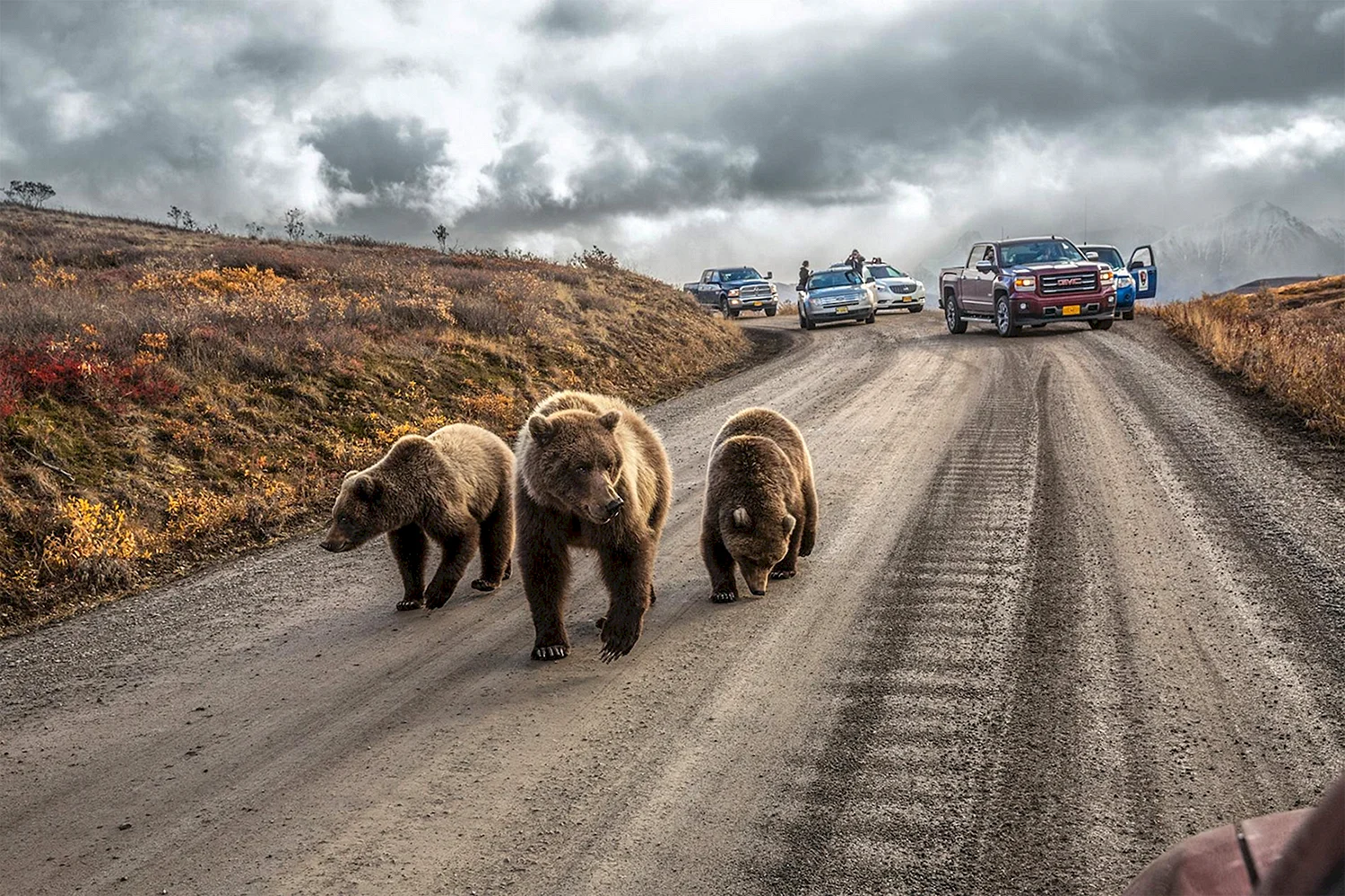 Дикая природа Аляски National Geographic