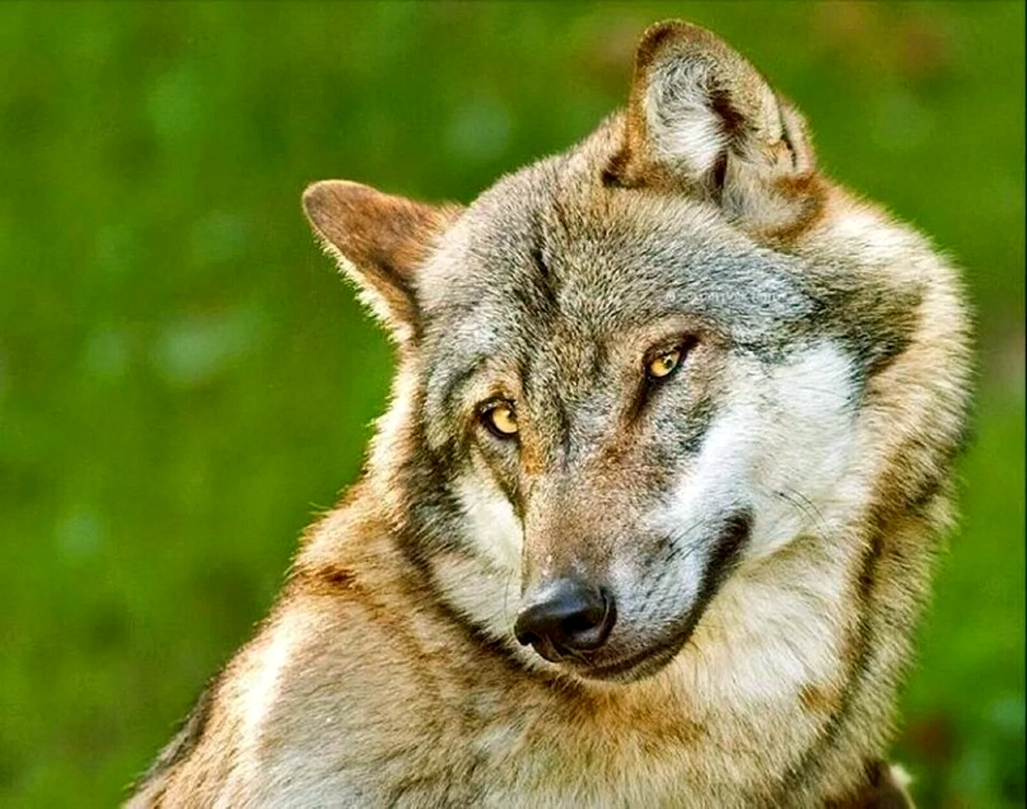 Дима волк