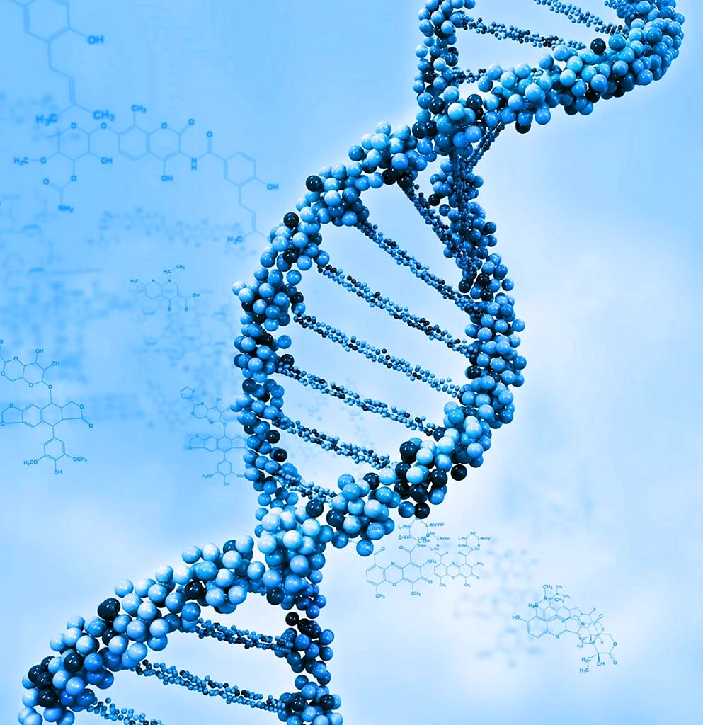 ДНК гены геном
