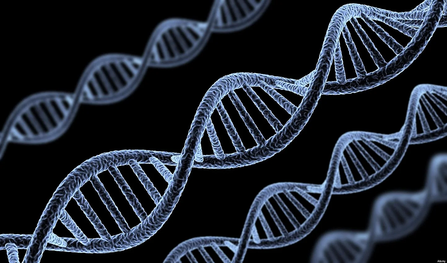 ДНК гены геном