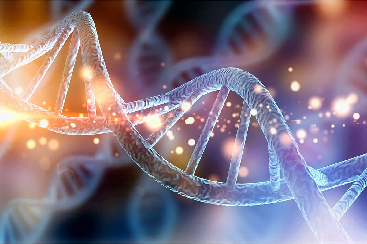 ДНК молекулярная биология