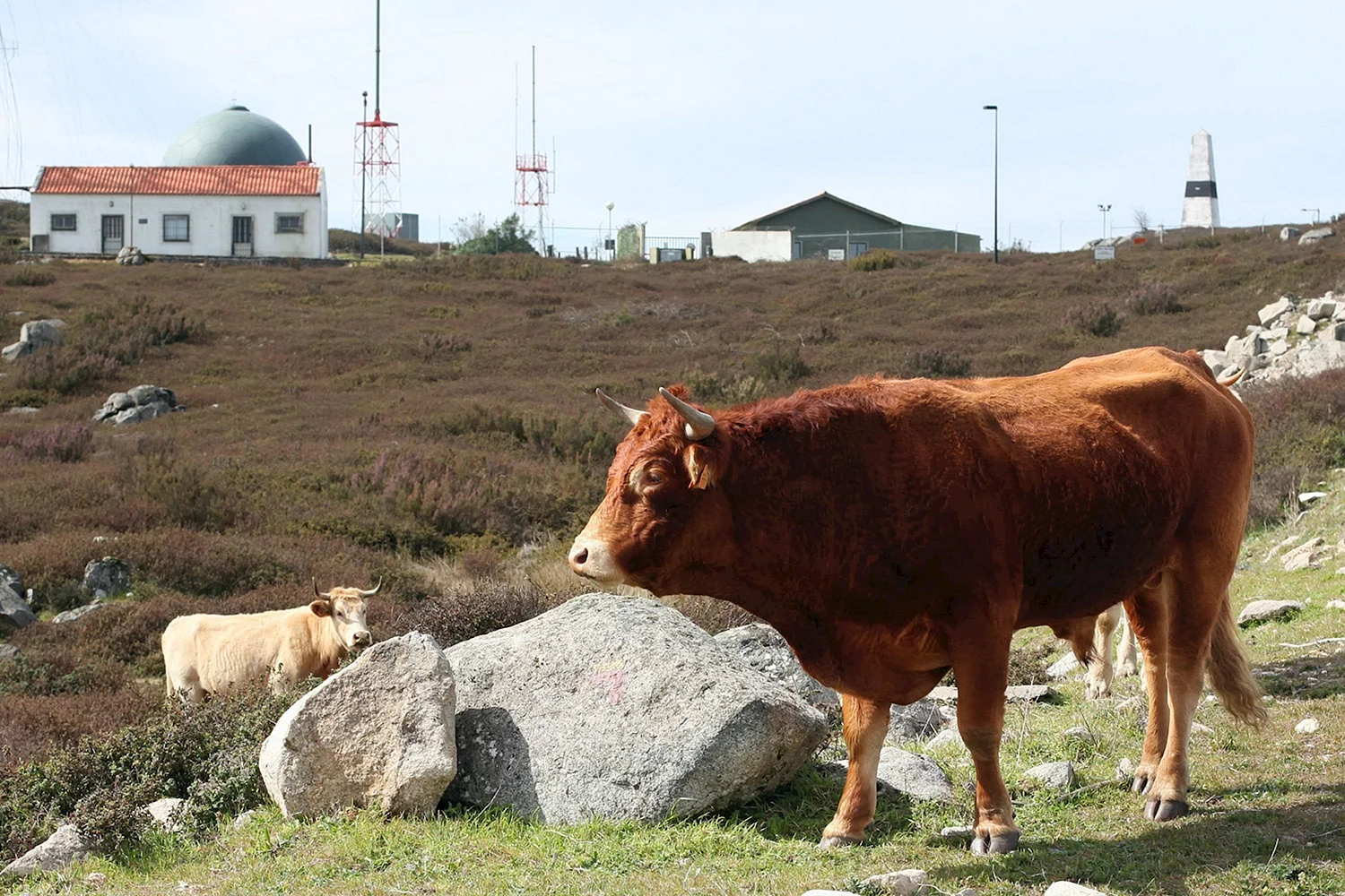Домашний скот в Португалии