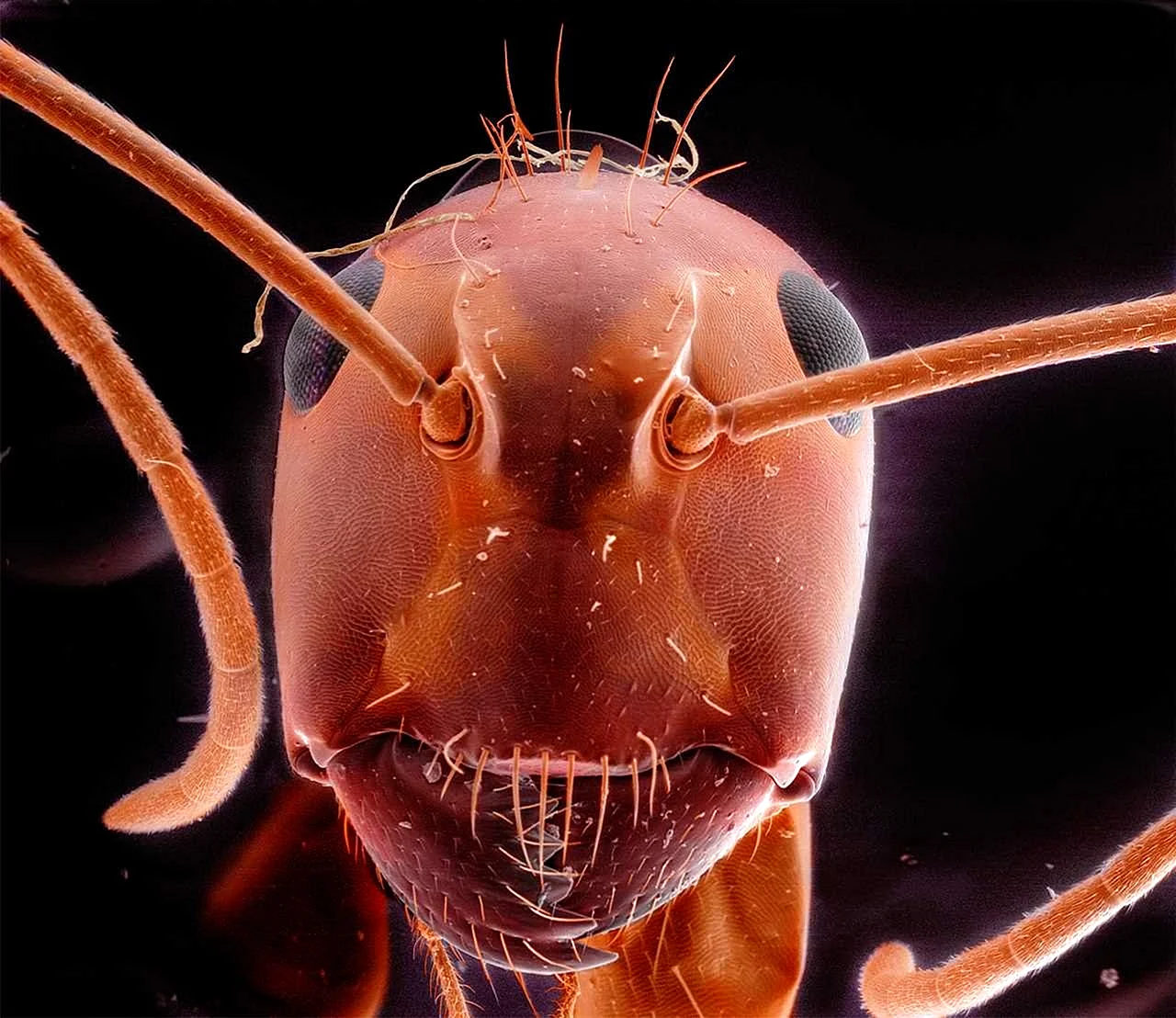 Дождевые черви под микроскопом