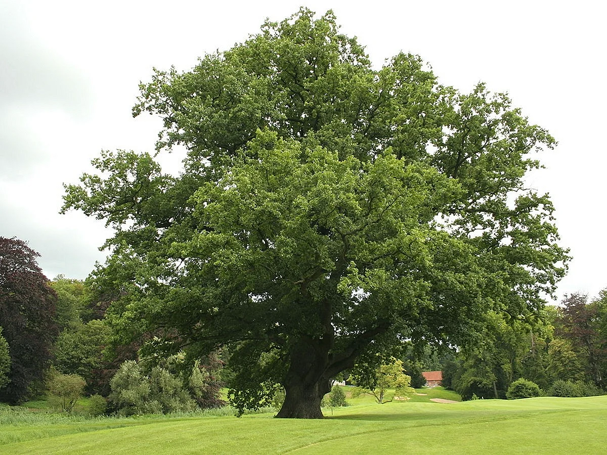Дуб черешчатый (Quercus Robur)