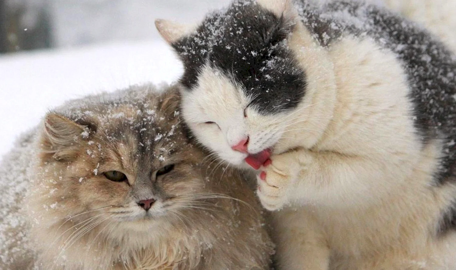 Два кота в снегу