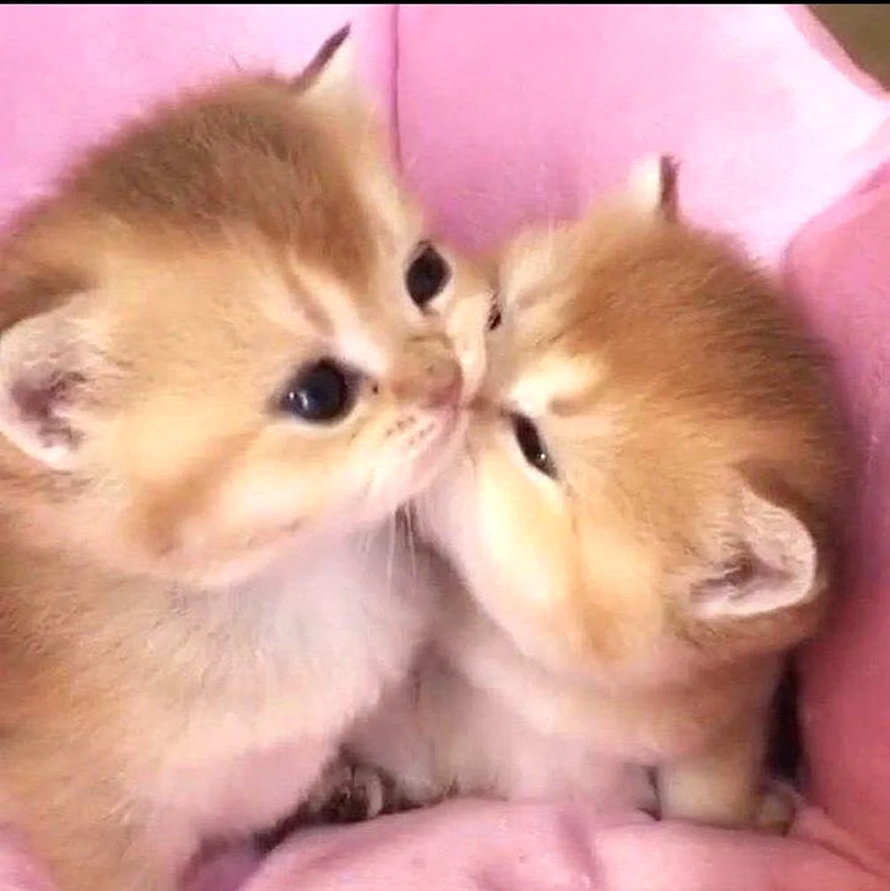 Два котенка милые
