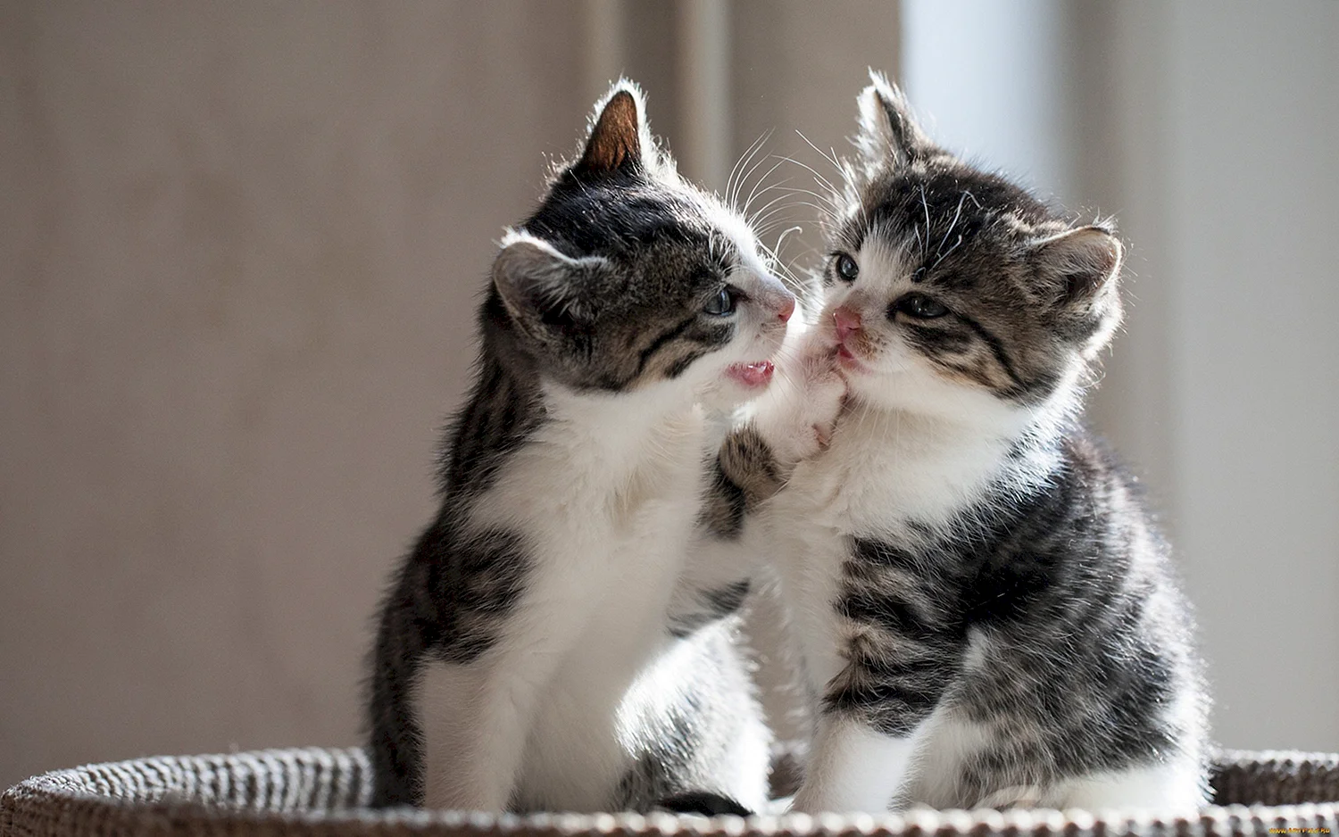 Два милых котика