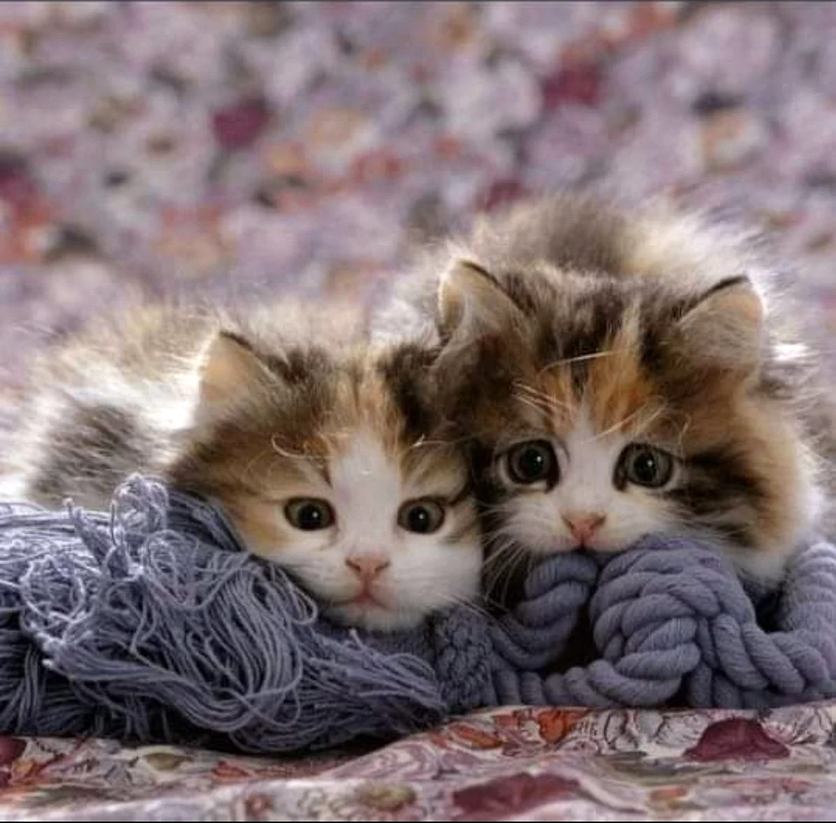 Две милые кошки