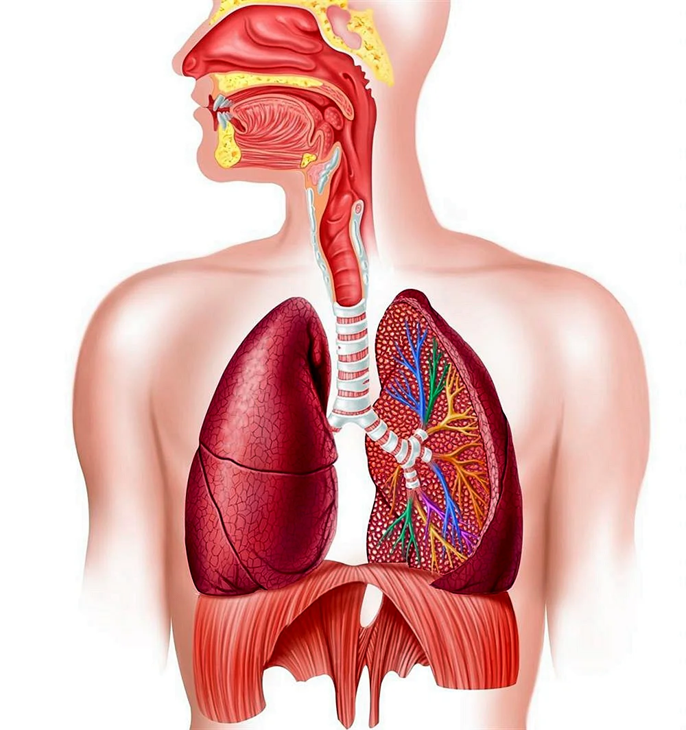 Дыхательная система анатомия
