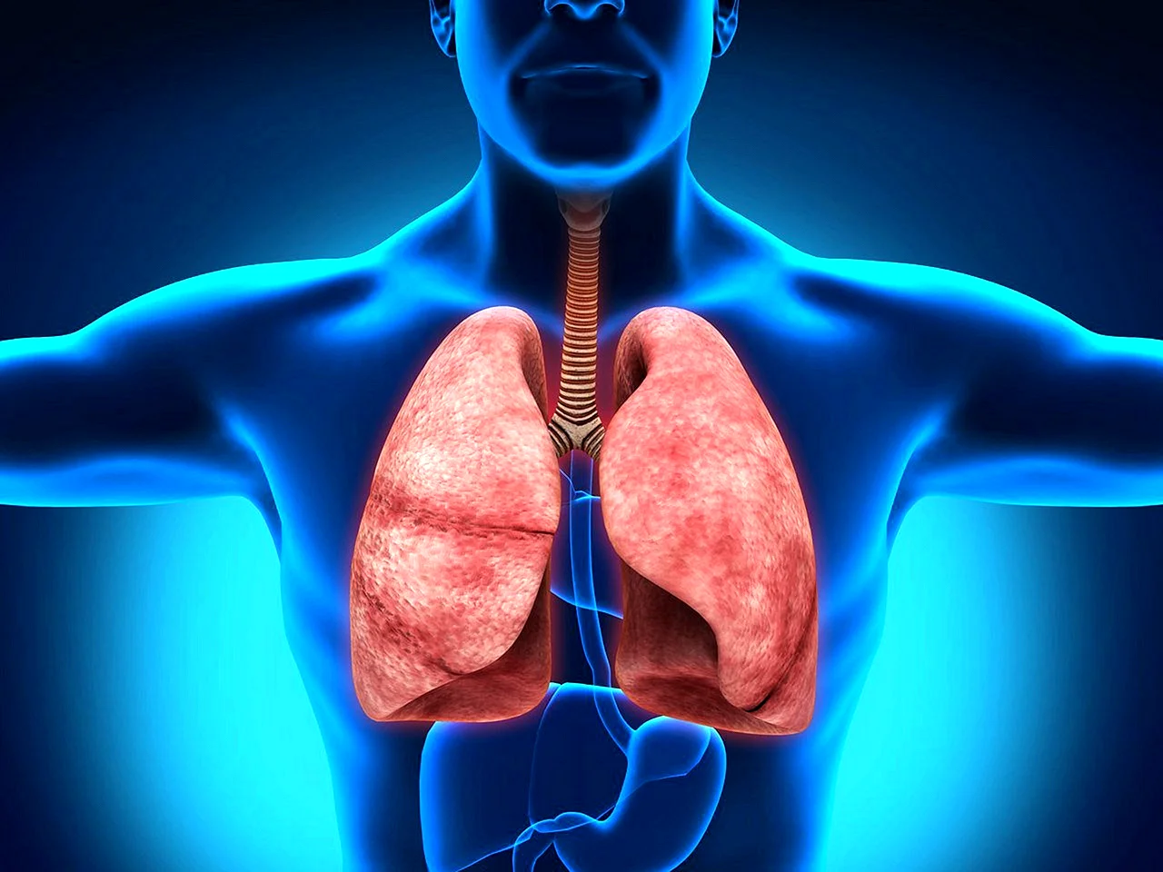 Дыхательная система человека