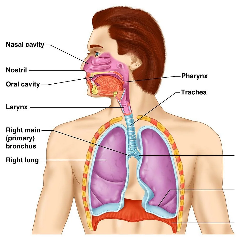 Дыхательная система человека дыхательная система человека