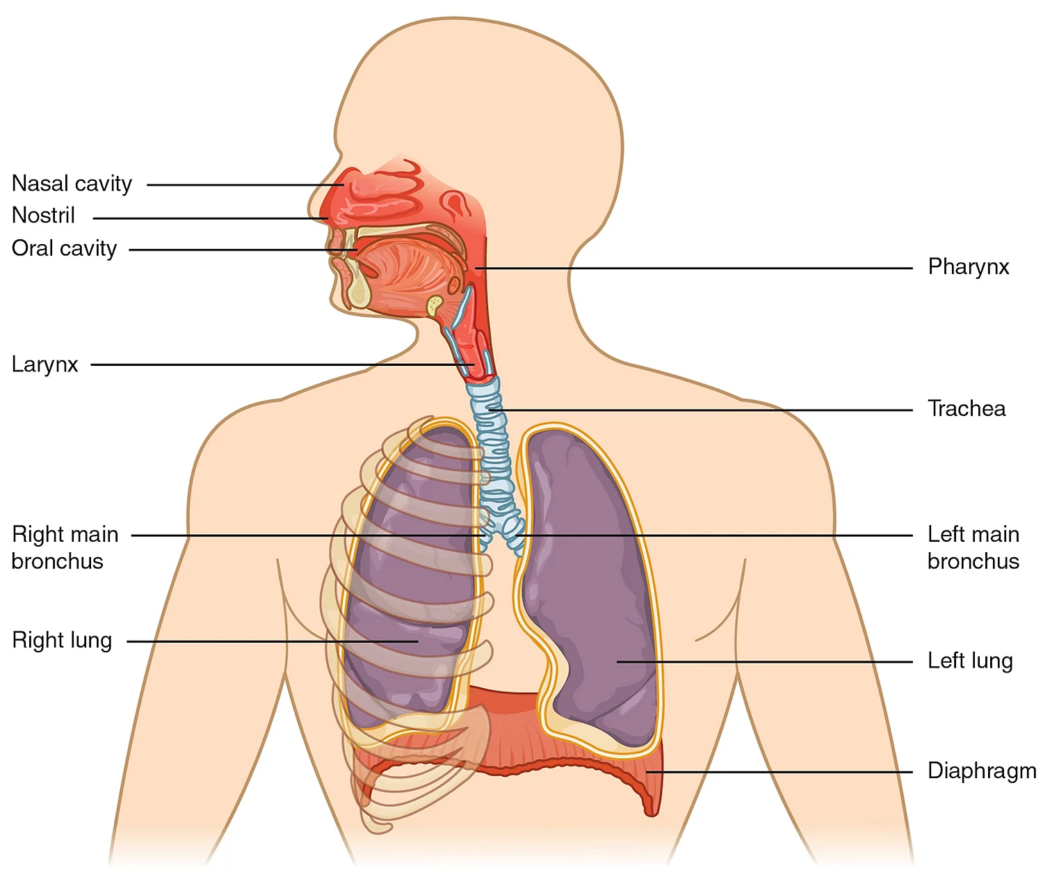 Дыхательная система человека схема