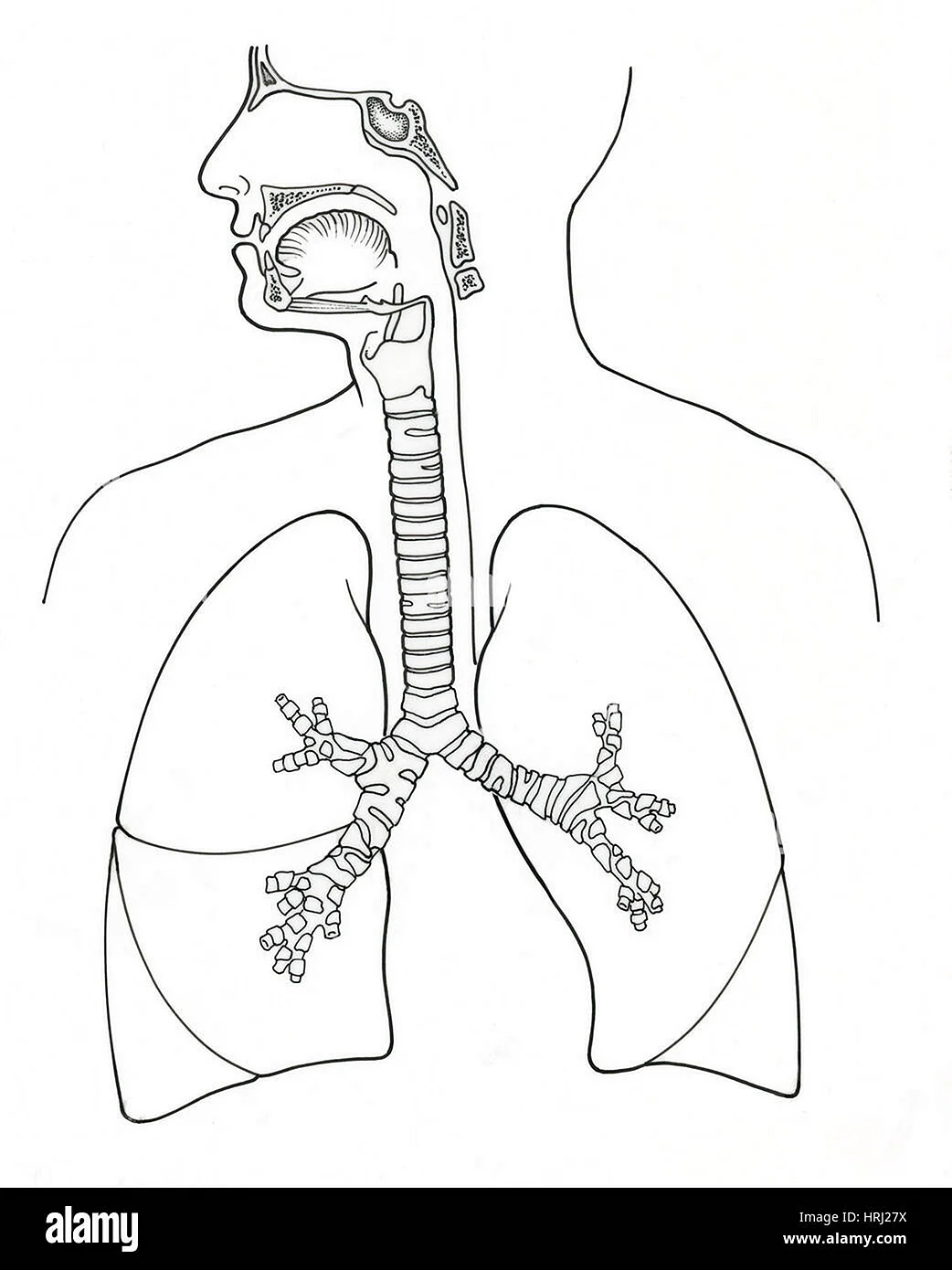 Дыхательная система человека схема