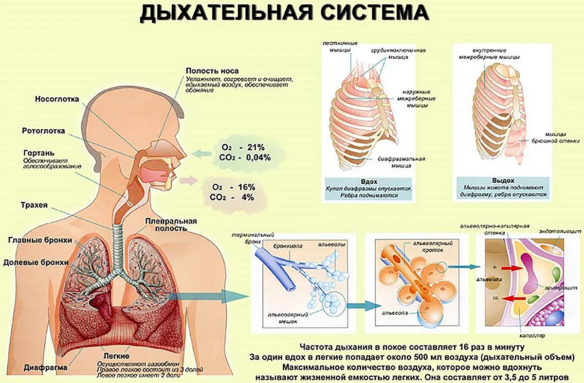 Дыхательная система человека схема легкие
