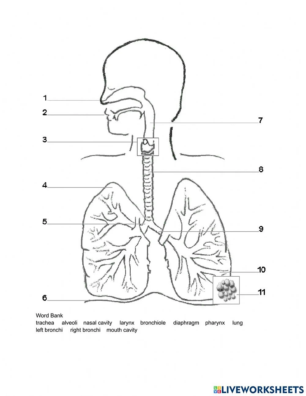 Дыхательная система контур