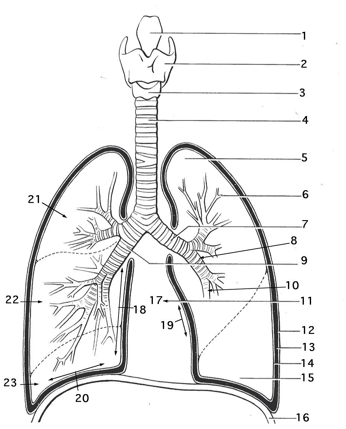Дыхательная система органов дыхания схема