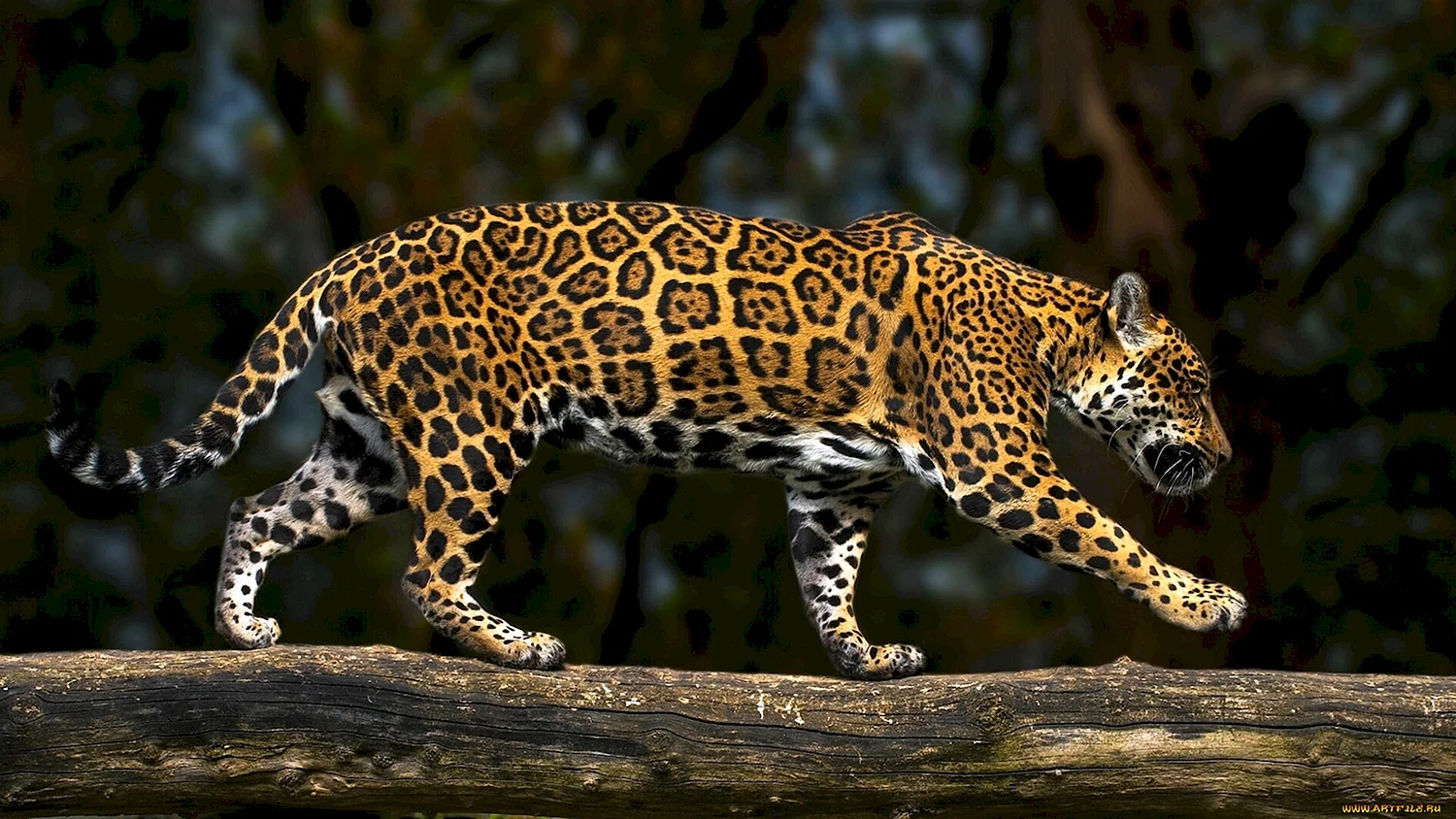 Джагуар леопард