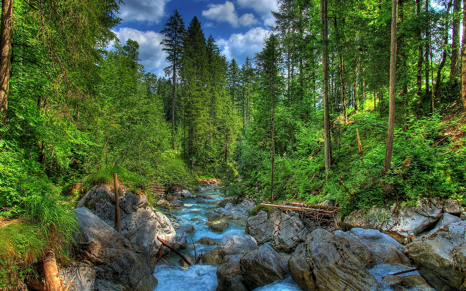 Еловый лес река Германия