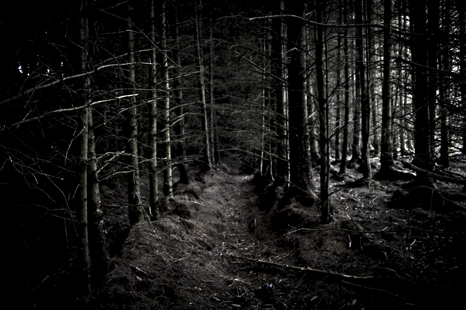 Еловый темный лес Угра
