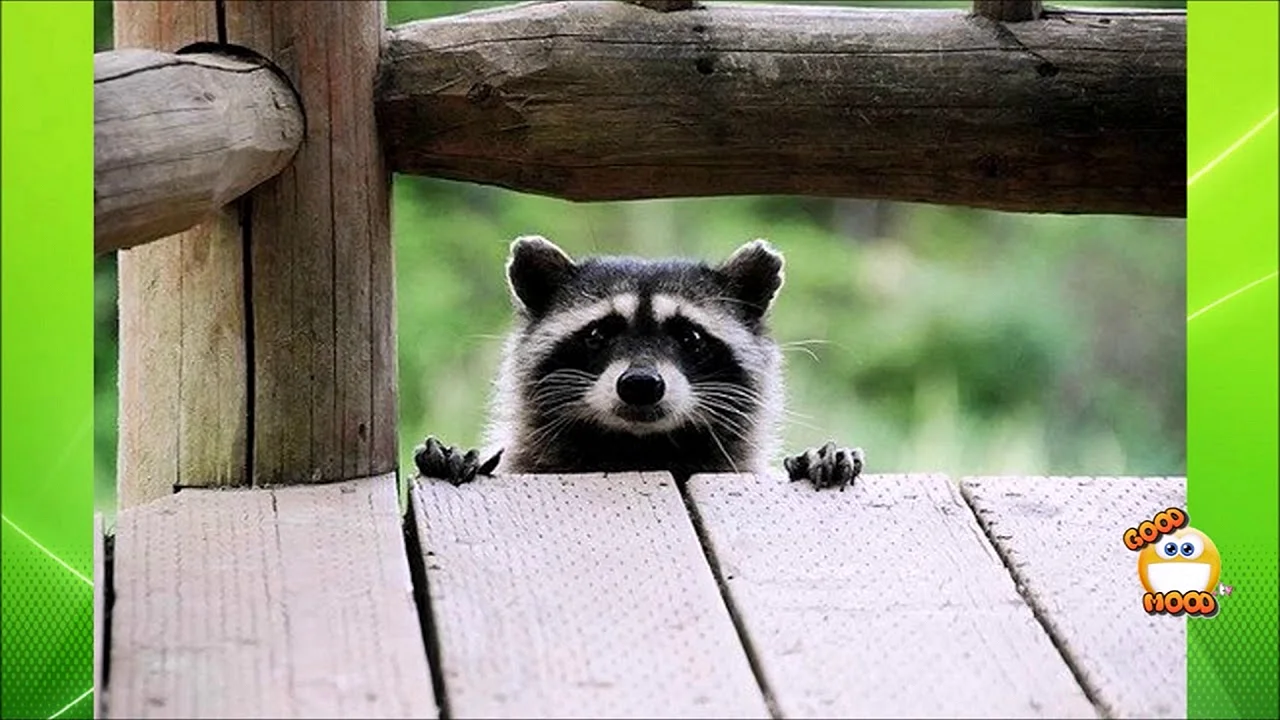 Енот Арсений