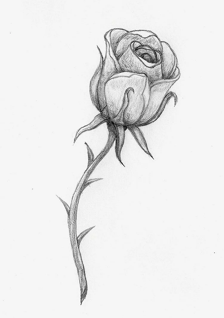 Эскиз розы карандашом