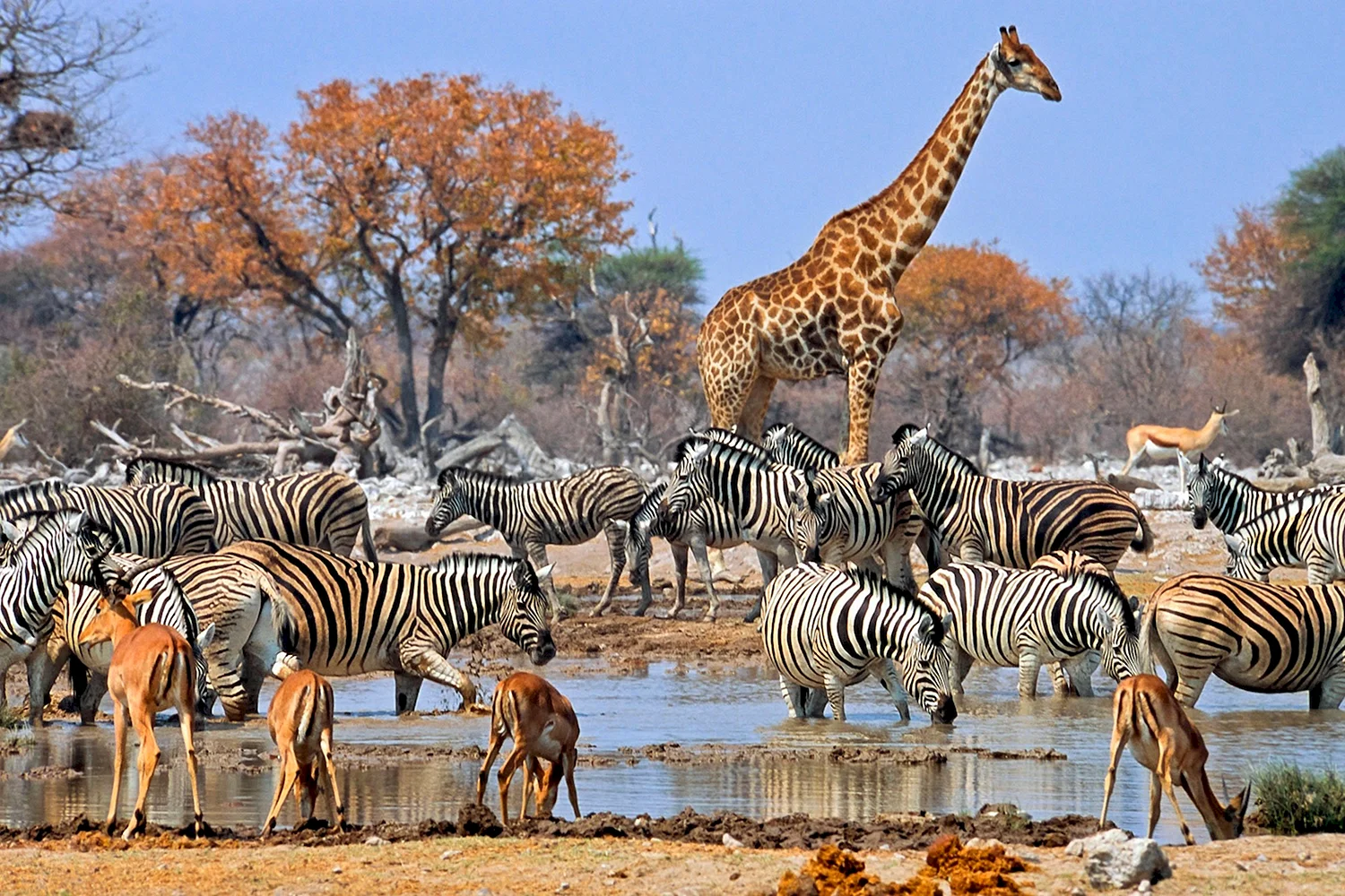 Этоша национальный парк Намибии