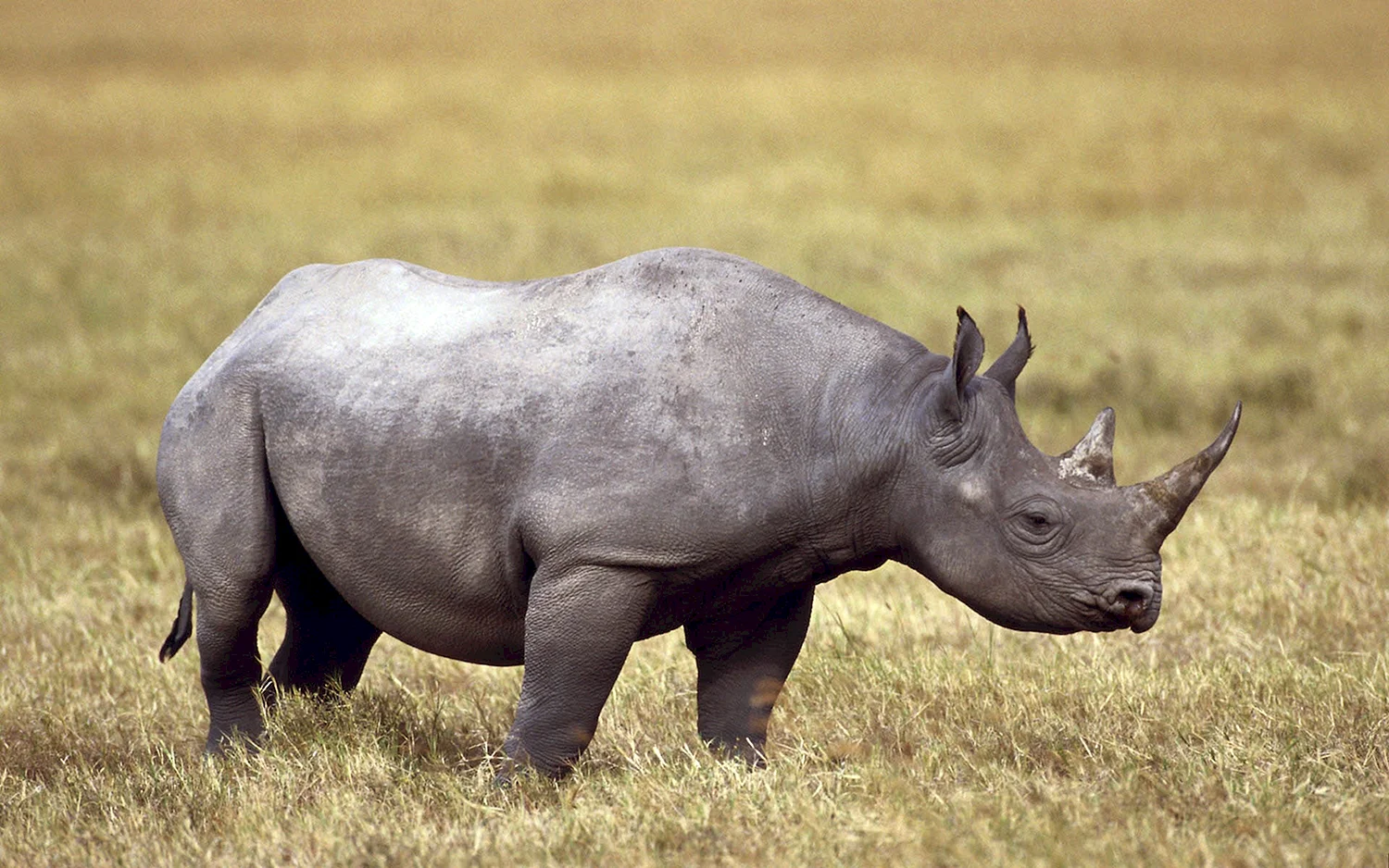 Этрусский носорог