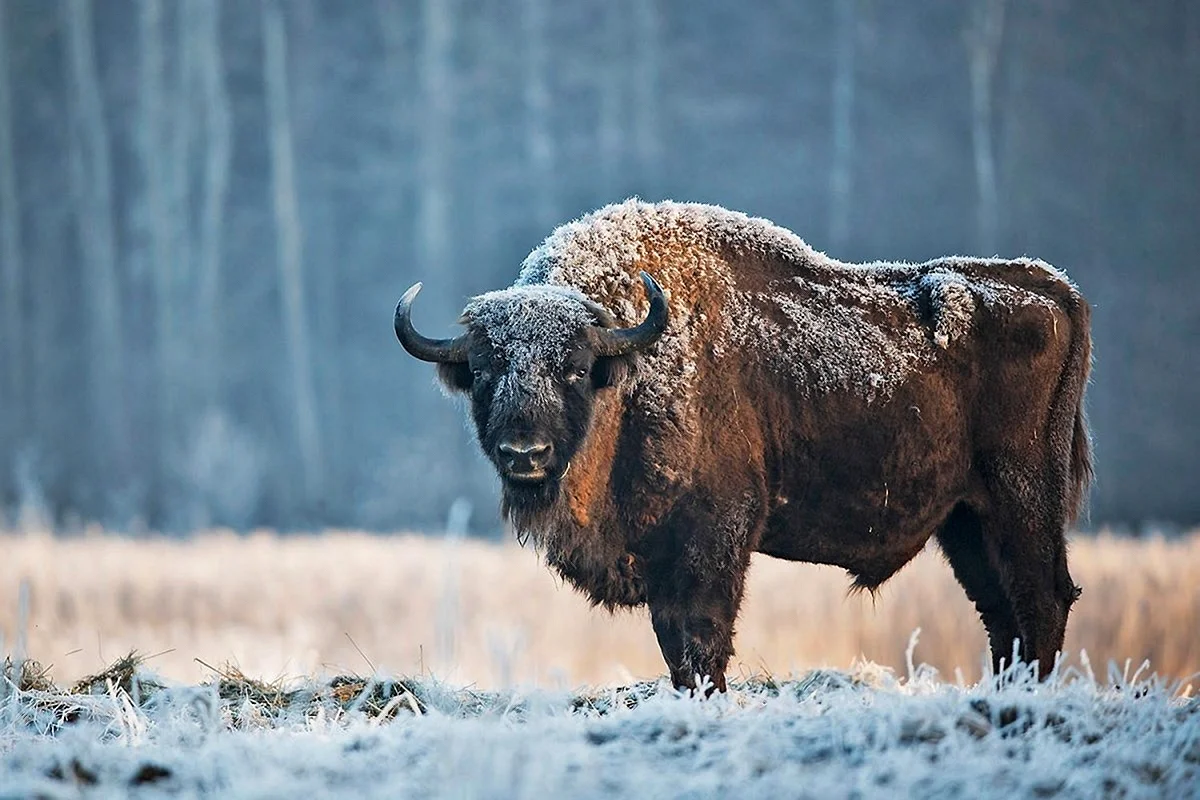 European Bison Bison bonasus