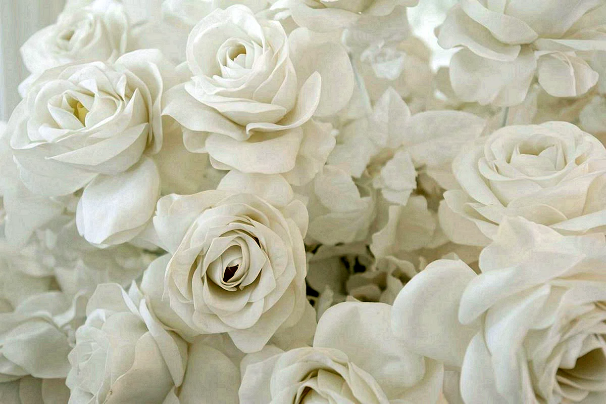 Фон из белых роз