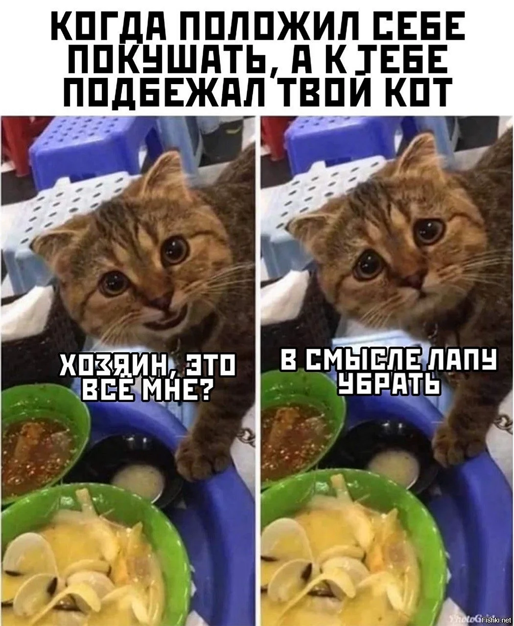 Food Мем кот