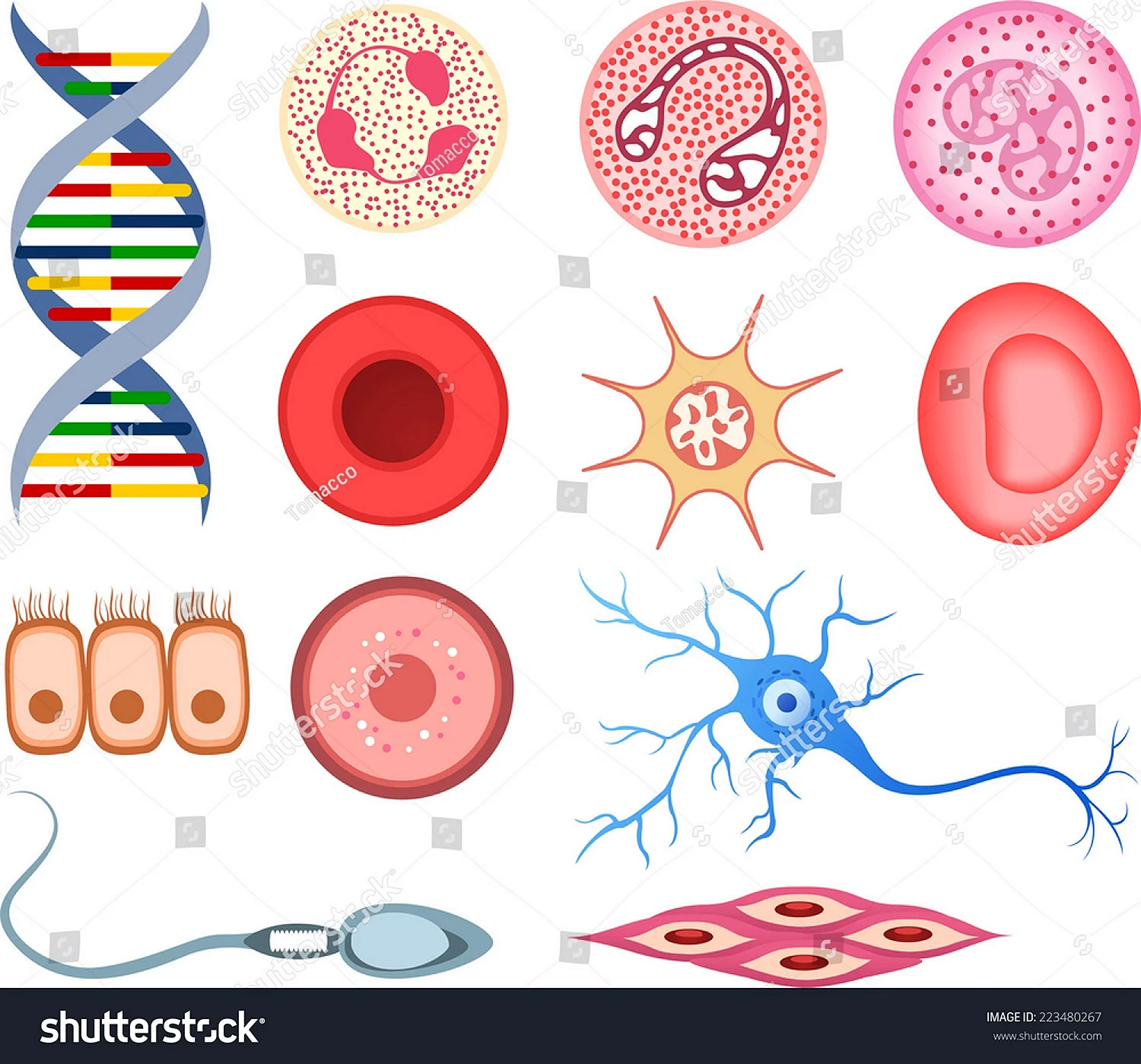 Формы клеток у человека