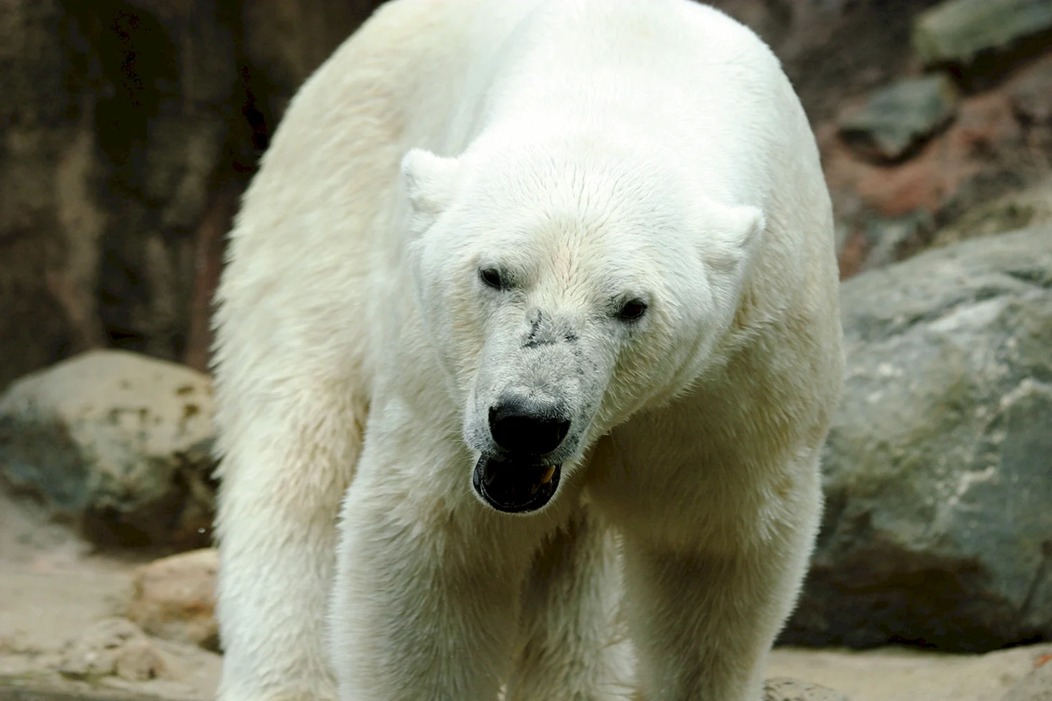 Фото белого медведя в хорошем качестве