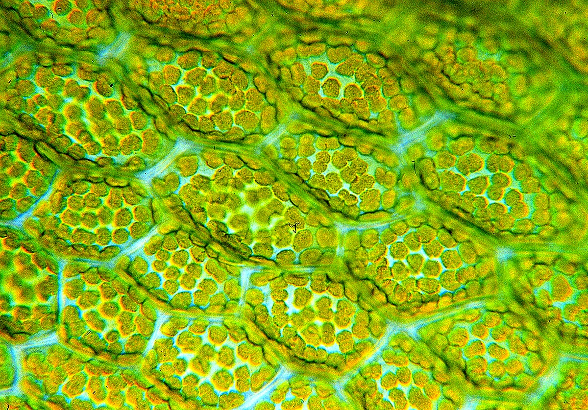 Фотосинтезирующая ткань в растительной клетке