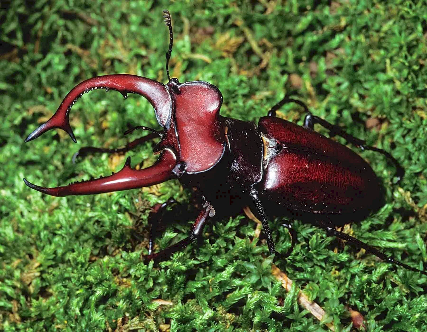 Giant Stag Beetle