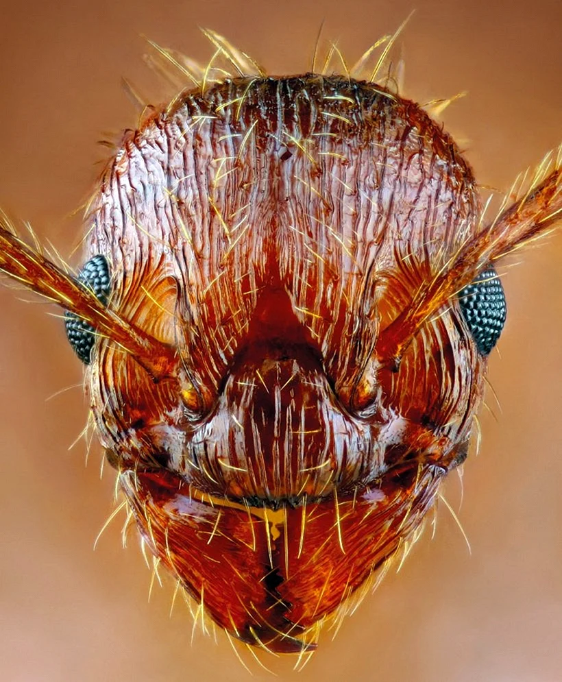 Глаз муравья под микроскопом
