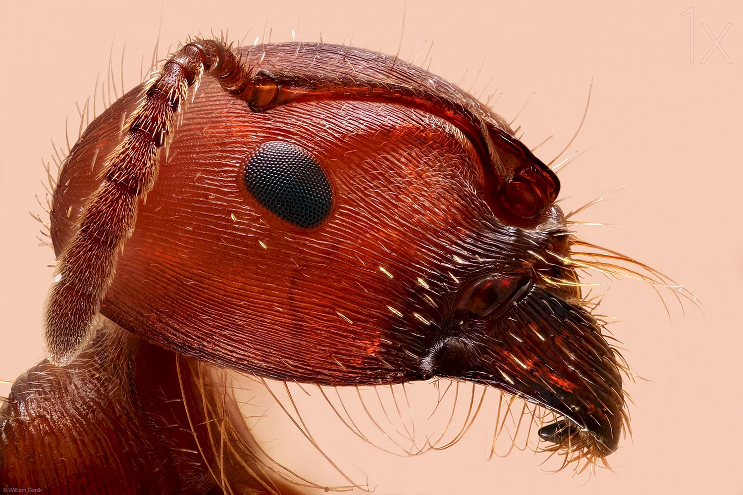Глаза муравья