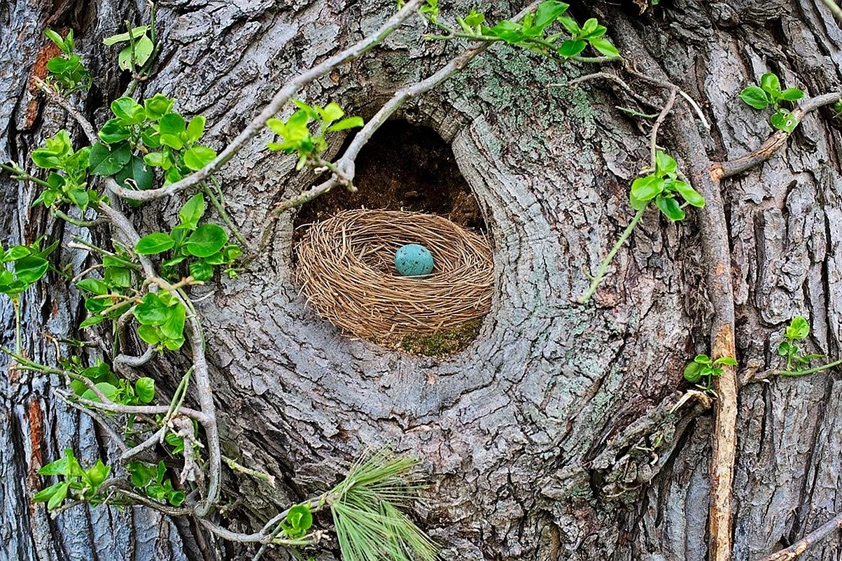 Гнездо гнездо зарянки