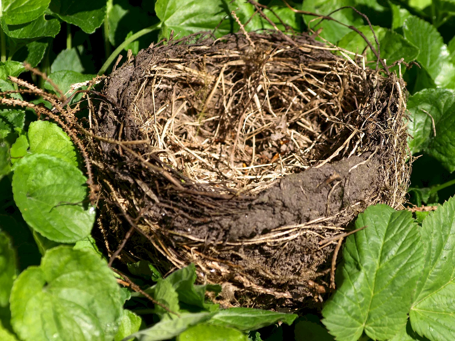 Гнездо касиков