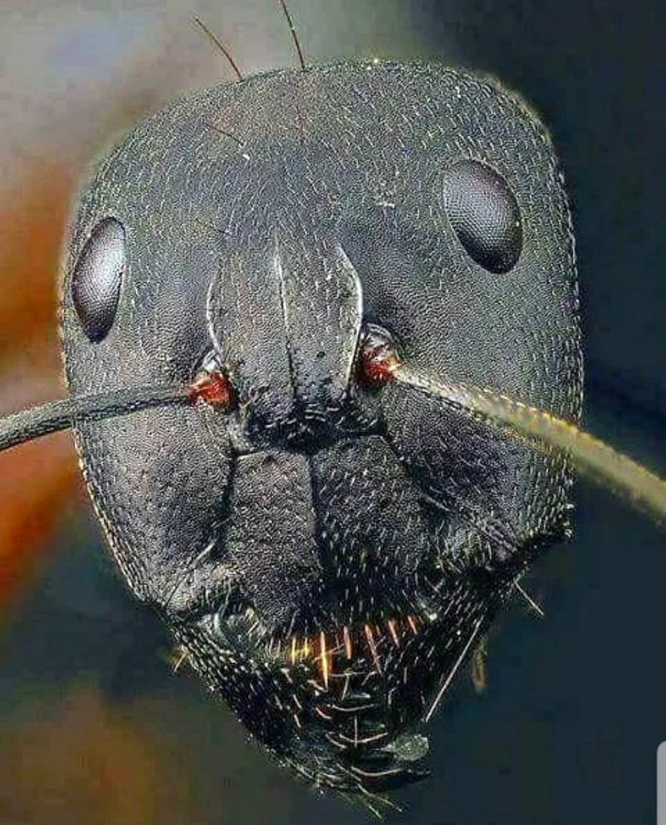 Голова муравья под микроскопом