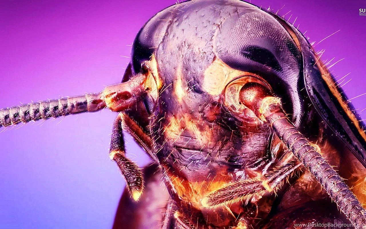 Голова таракана под микроскопом