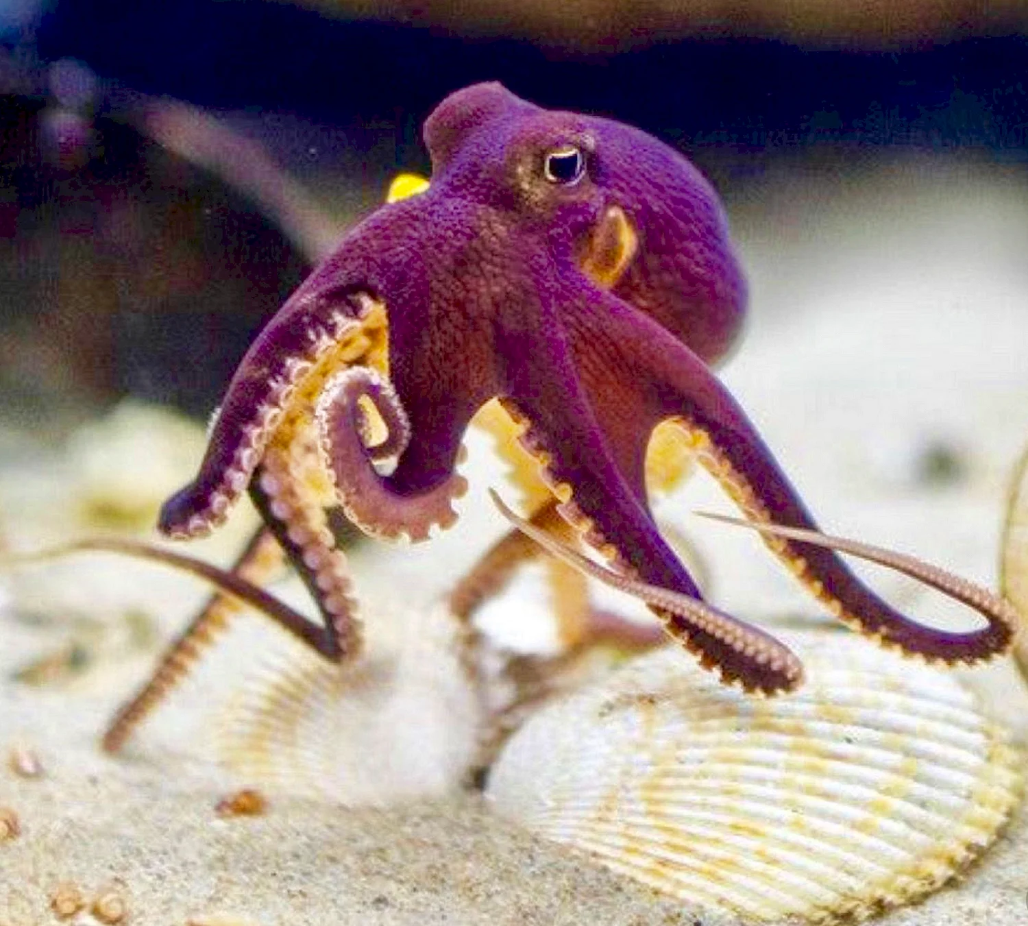 Головоногие моллюски осьминог