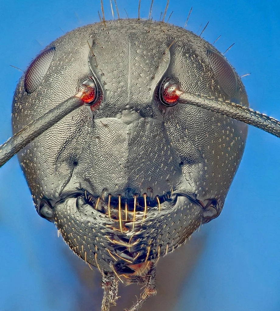 Головы насекомых под микроскопом
