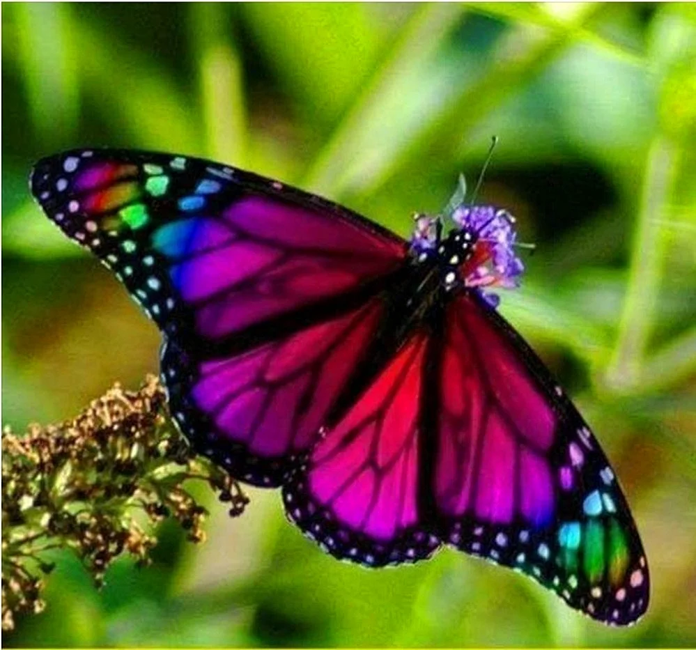 Горгеус бабочка