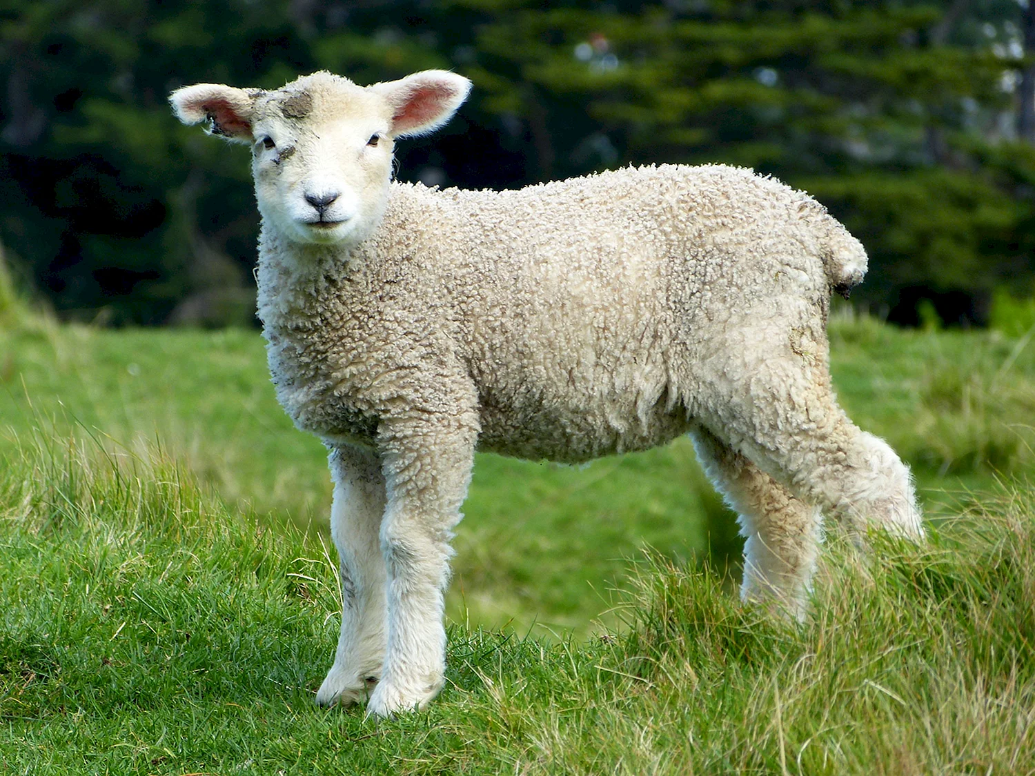 Горная овца Тоскана