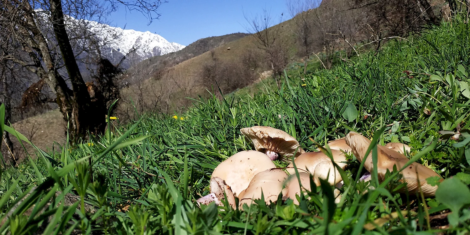 Горные грибы Таджикистана
